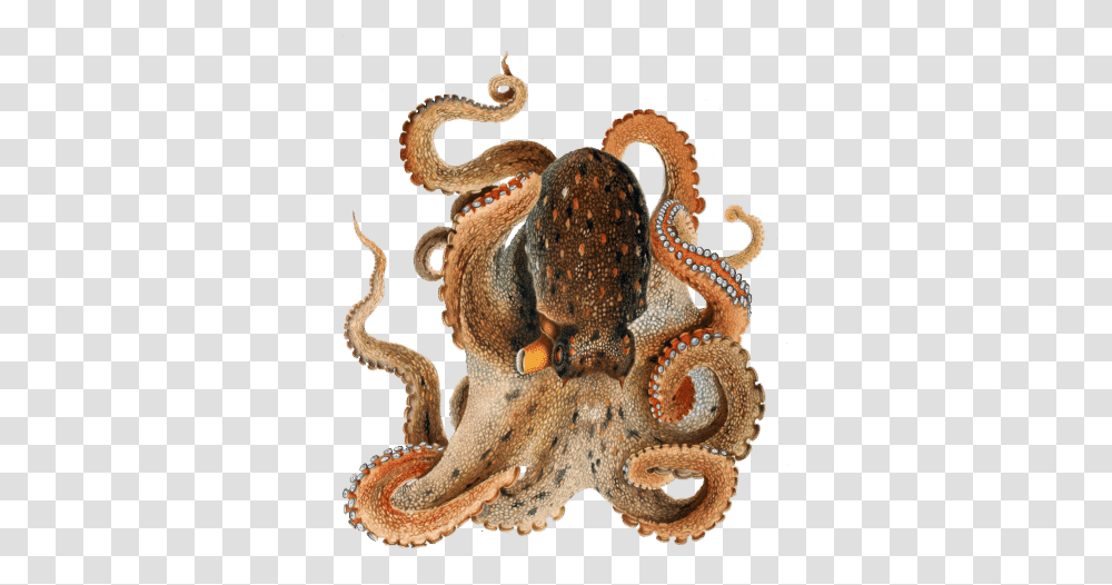 Octopus With Crown Gif, Invertebrate, Sea Life, Animal Transparent Png