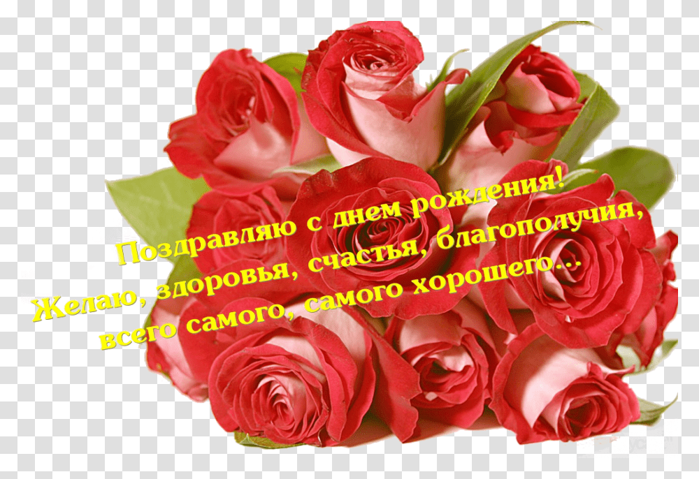 Odnoklassniki Gifki S Dnem Rozhdeniya Svetlana Ivanovna Roses, Flower, Plant, Blossom, Petal Transparent Png