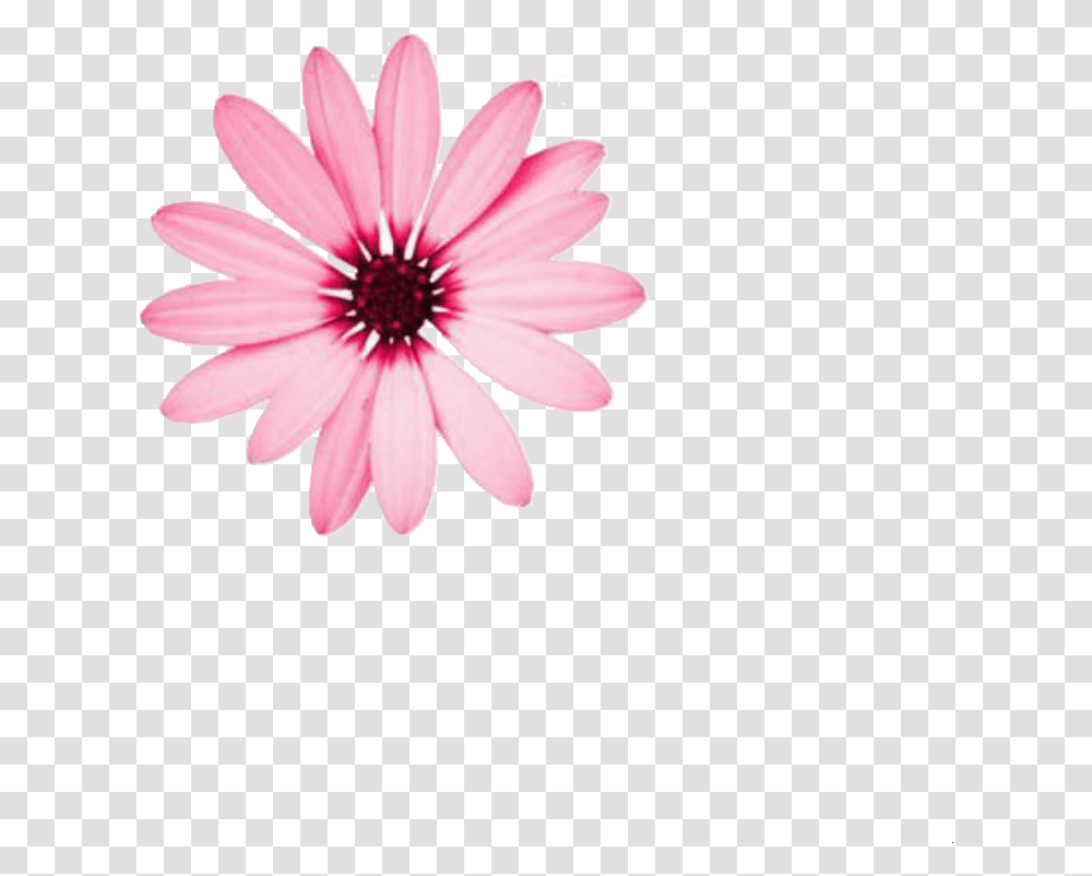 Of A Flower That I Made Pink Flowers For Instagram Feed, Plant, Daisy, Daisies, Blossom Transparent Png