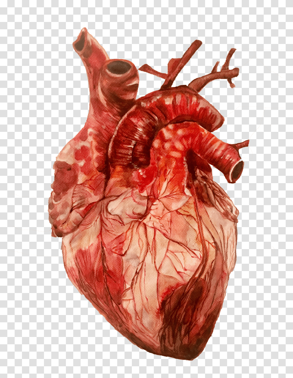 Of Anatomical Heart Study Human Heart Images Hd Transparent Png