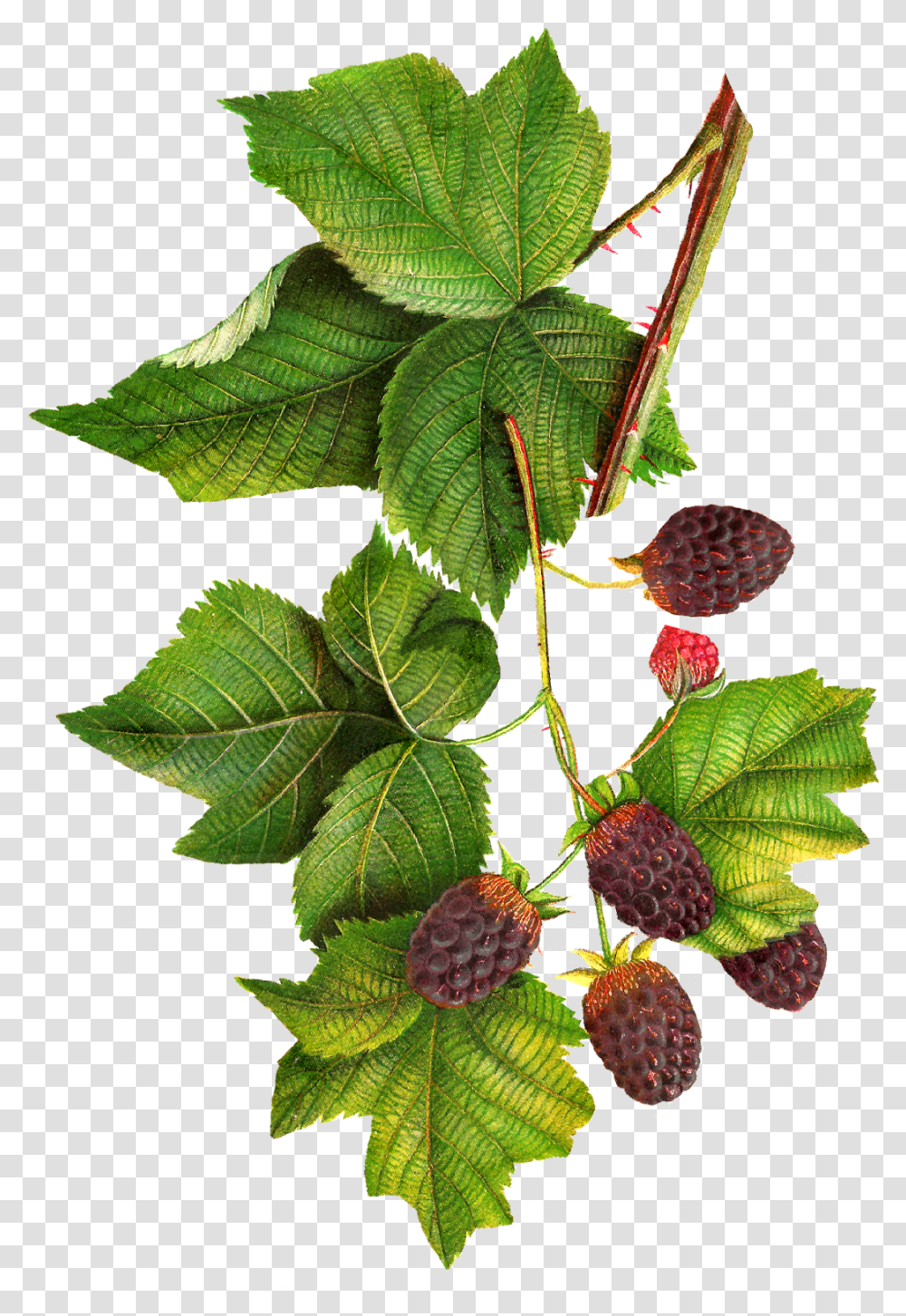 Of Homemade Blackberry Jam Blackberry Botanical Drawing, Leaf, Plant, Veins, Tree Transparent Png