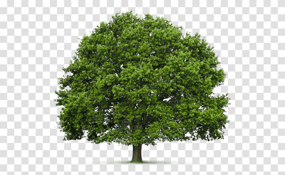 Of Irelandquots Surface Was Once Covered With Native Oak Hardwood Tree, Plant, Sycamore, Potted Plant, Vase Transparent Png
