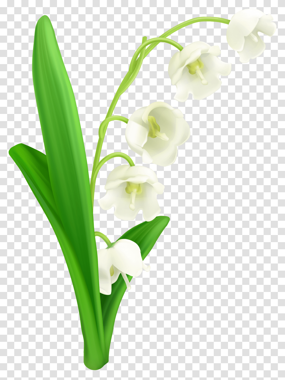 Of The Valley Lily Of The Valley, Plant, Flower, Blossom, Amaryllidaceae Transparent Png