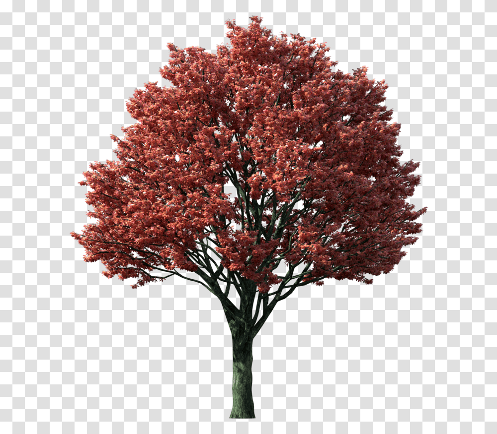 Of Tree In The Fall Japanese Maple Tree, Plant, Flower, Blossom, Leaf Transparent Png