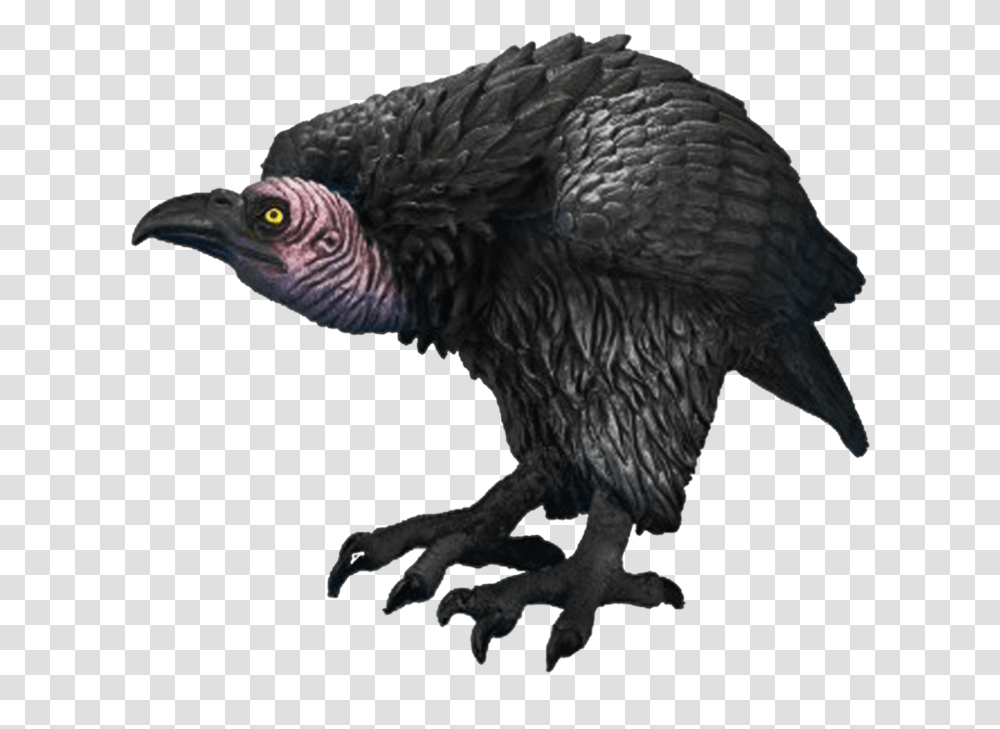 Of Vultures Vulture, Bird, Animal, Condor, Chicken Transparent Png