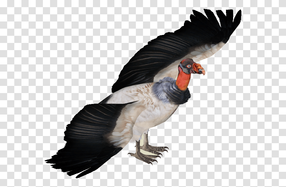 Of Vultures Zoo Tycoon 2 Vulture, Bird, Animal, Condor, Flying Transparent Png