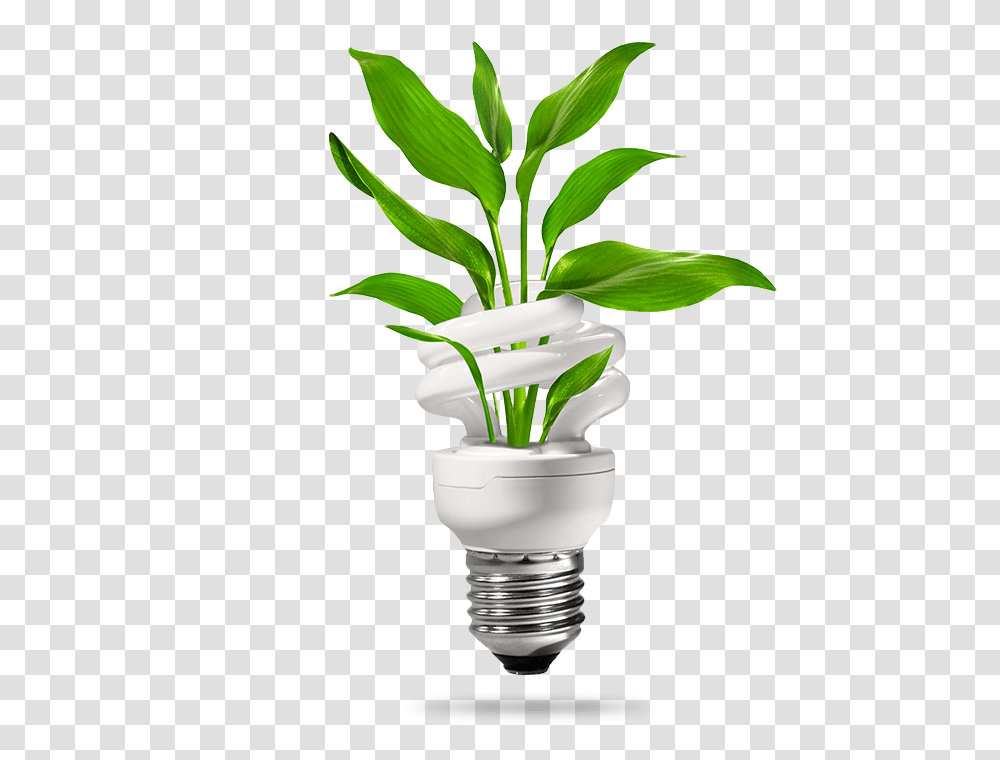 Office Coffee Products In Washington D C Sundun Vending, Plant, Light, Flower, Blossom Transparent Png
