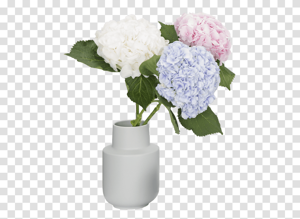 Office Hydrangea, Plant, Flower, Blossom, Carnation Transparent Png