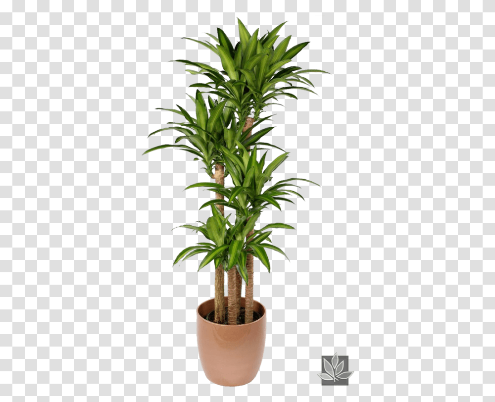Office Plant Dracena Massangeana, Tree, Palm Tree, Arecaceae Transparent Png