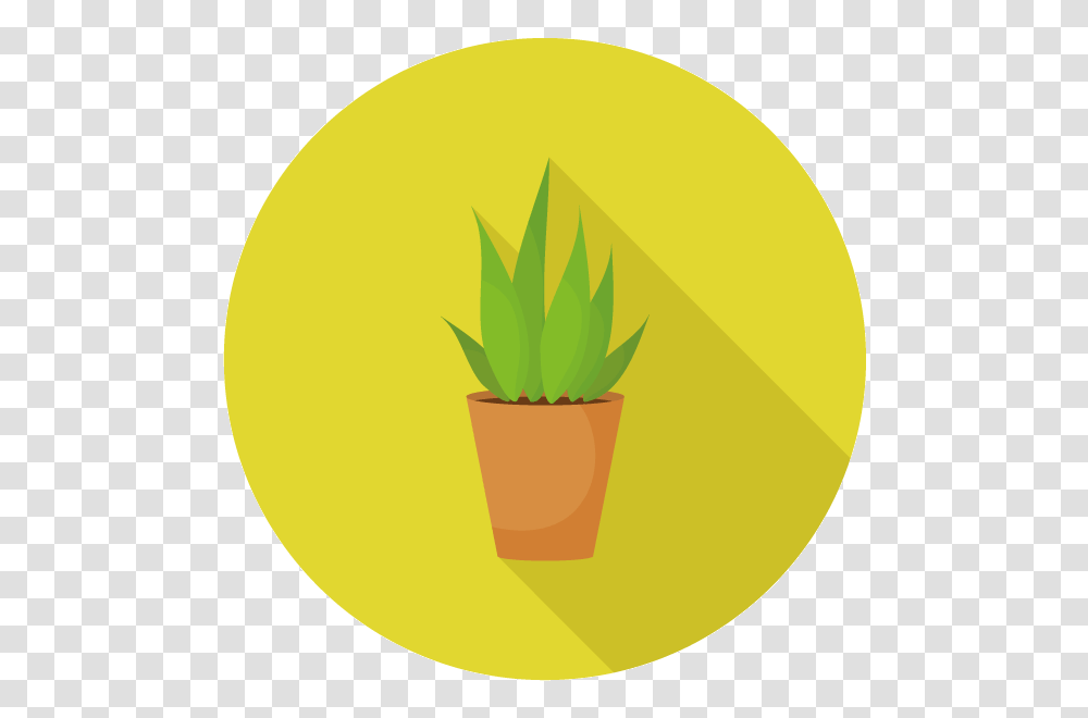 Office Plant Rental For Businesses, Tennis Ball, Sport, Sports, Paper Transparent Png