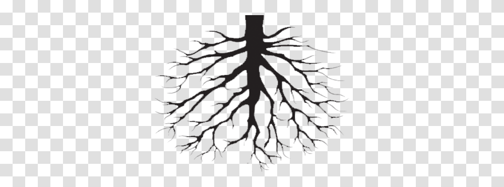 Official Biffy Clyro Website News Music Tour, Tree, Plant, Nature, Root Transparent Png