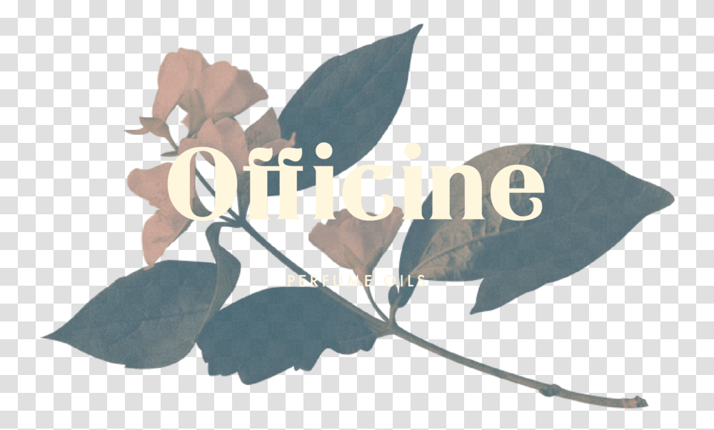 Officine Welcome 15 Portable Network Graphics, Animal, Bird, Flower, Plant Transparent Png
