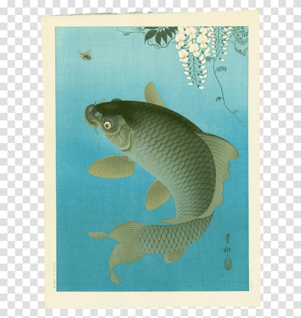Ohara Koson Koi, Fish, Animal, Carp Transparent Png