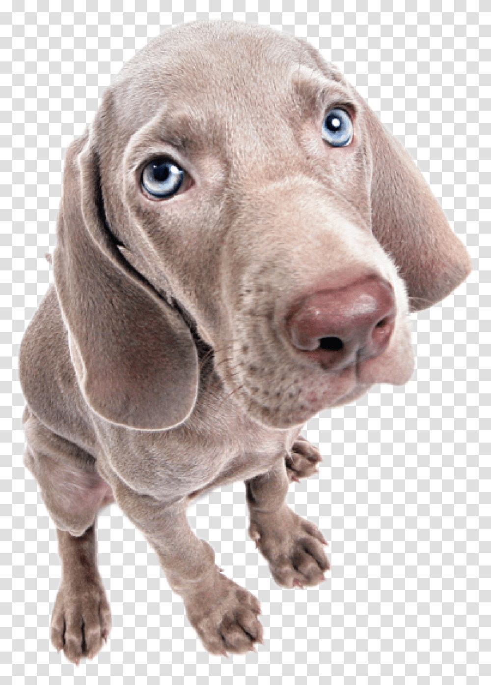 Ohio Animal Health Foundation Fore Animals Classic Become Weimaraner, Hound, Dog, Pet, Canine Transparent Png