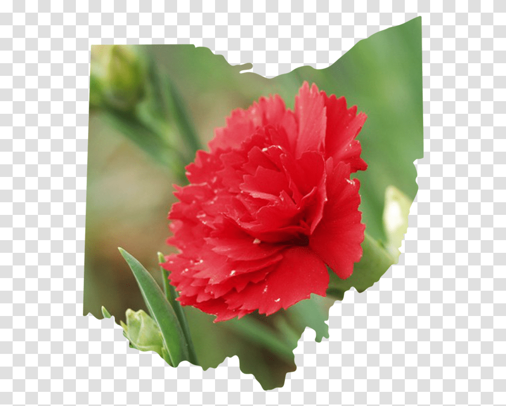 Ohio Carnation, Plant, Flower, Blossom, Rose Transparent Png