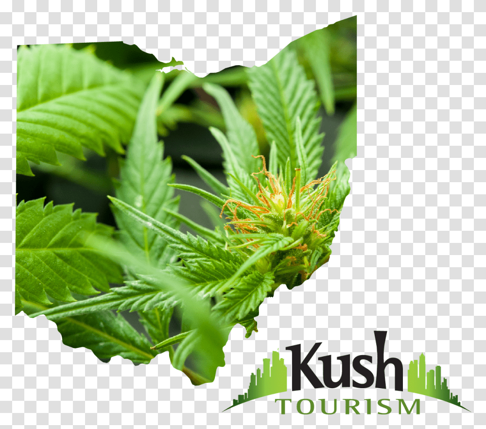 Ohio Joint Travel Regulations Images Ohio Marijuana Cannabis, Plant, Weed, Leaf, Hemp Transparent Png
