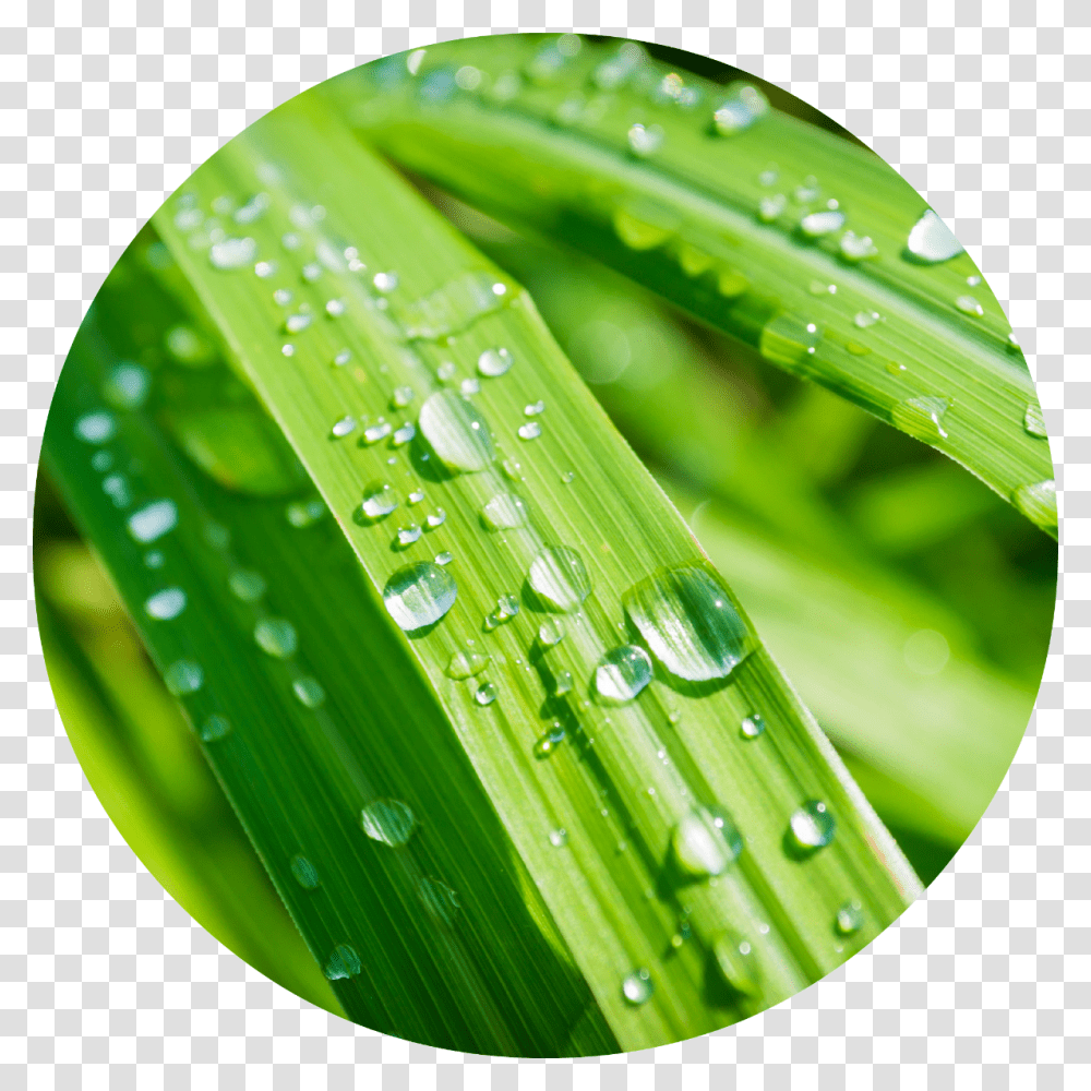 Oil Drop, Green, Leaf, Plant, Droplet Transparent Png