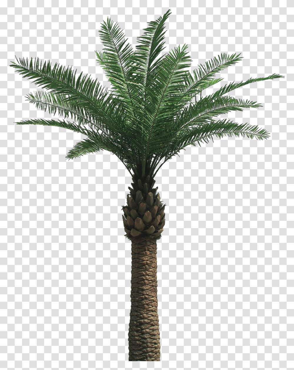Oil Palm Tree, Plant, Arecaceae, Cross Transparent Png
