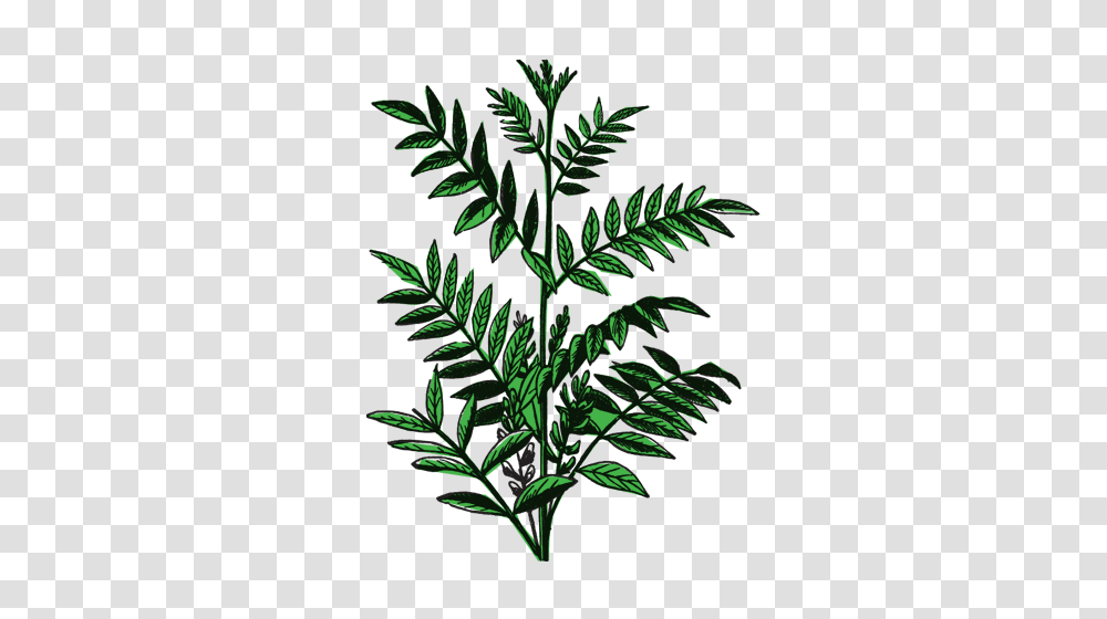 Oil Palm Uganda Edible Vegetable Cooking And Hygene Palm Leaves Background, Green, Plant, Tree, Grass Transparent Png