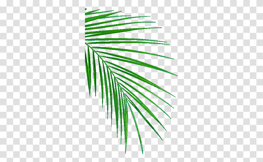 Oil Palm Uganda Edible Vegetable Cooking And Hygene Palm Leaves Drawing, Leaf, Plant, Tree, Conifer Transparent Png