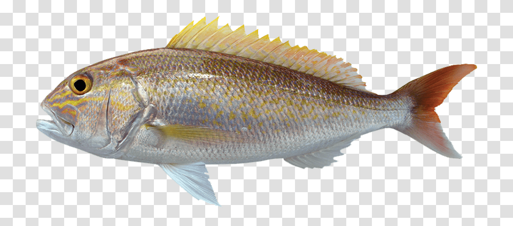 Oily Fish, Animal, Perch, Sea Life Transparent Png
