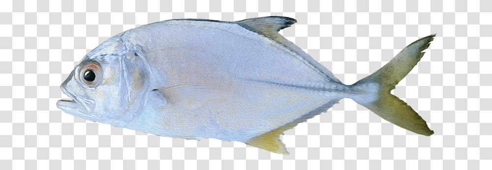 Oily Fish, Bird, Animal, Sea Life, Angelfish Transparent Png
