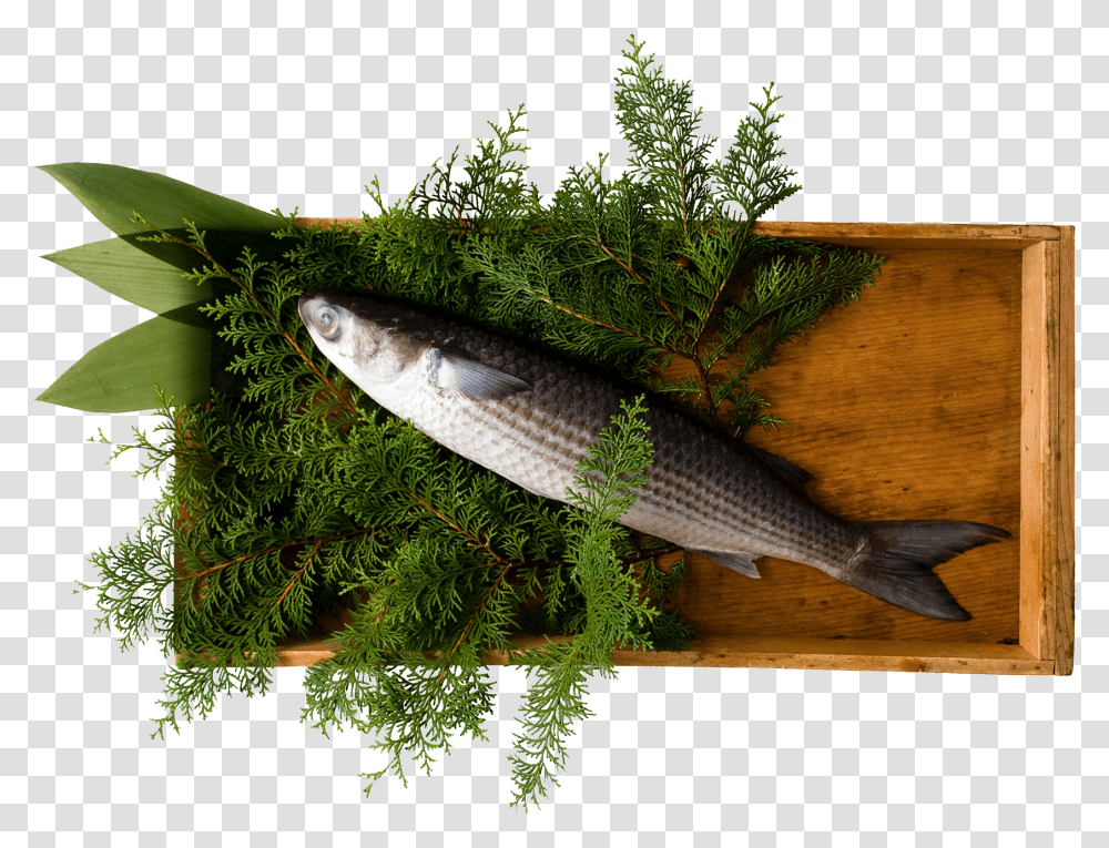 Oily Fish, Mullet Fish, Sea Life, Animal, Pike Transparent Png