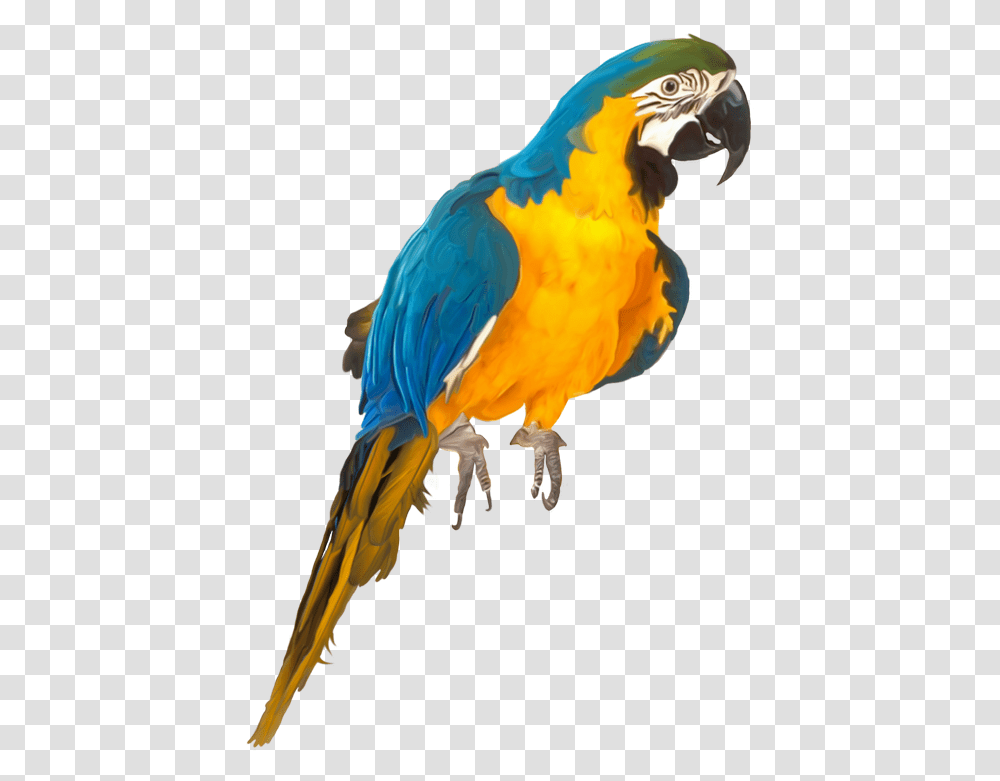 Oiseauxbirds Parrots Clip Art Birds Parrot Illustrations Parrot Psd, Macaw, Animal, Chicken, Poultry Transparent Png
