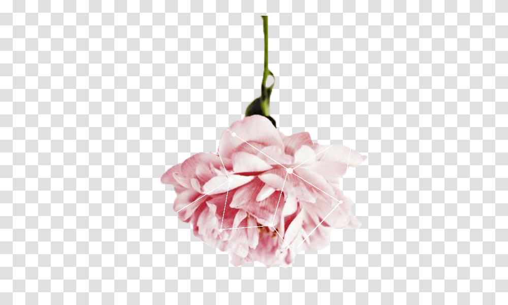 Ok I Sound Weird Pink Flowers For Word, Plant, Blossom, Leaf, Rose Transparent Png