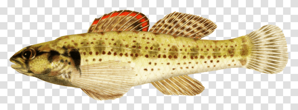 Okaloosa Darter Fish Clipart Realistic Tropical Fish Clipart, Animal, Cod, Trout Transparent Png