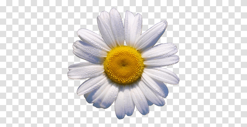 Okdfkg Things I Love Daisy Flowers White Flower Translucent Daisy, Plant, Daisies, Blossom, Pollen Transparent Png