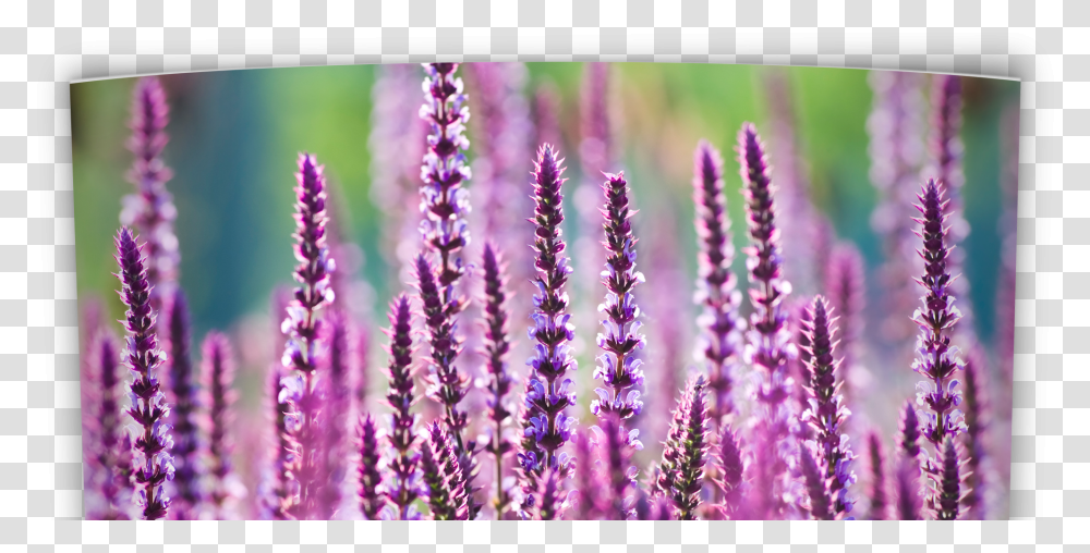 Oklahoma Perennial Flower Guide Perennial Flowers, Plant, Lupin, Blossom, Purple Transparent Png