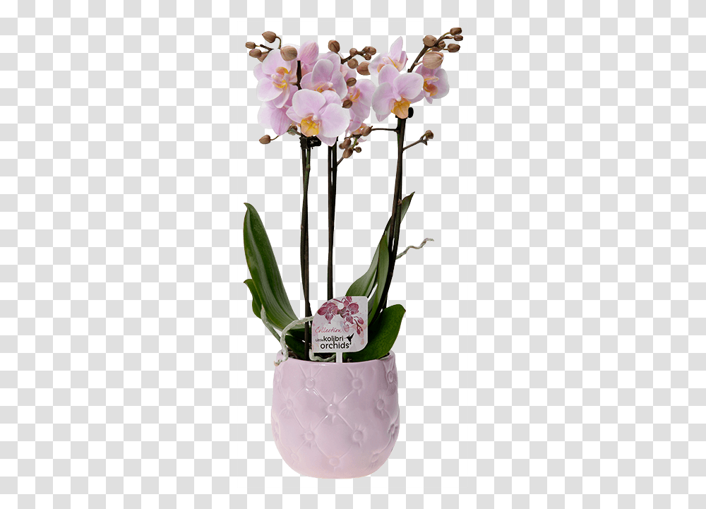 Okplant, Flower, Blossom, Flower Arrangement, Petal Transparent Png