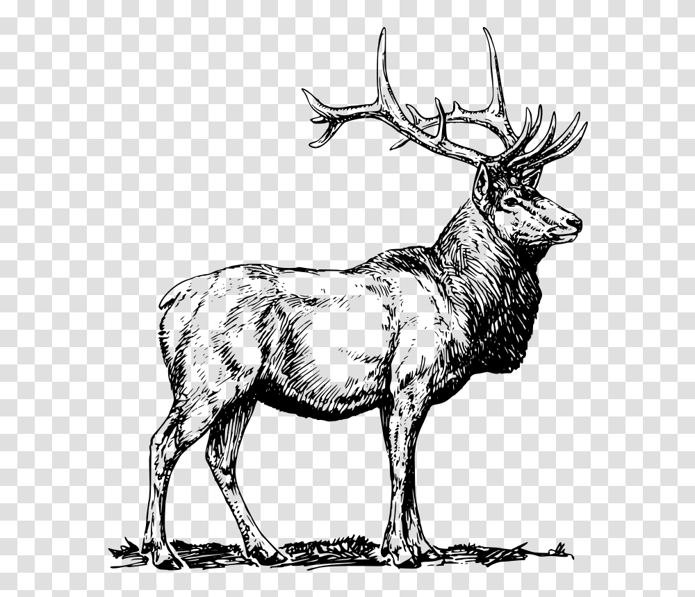 Oksmith Elk, Animals, Gray, World Of Warcraft Transparent Png