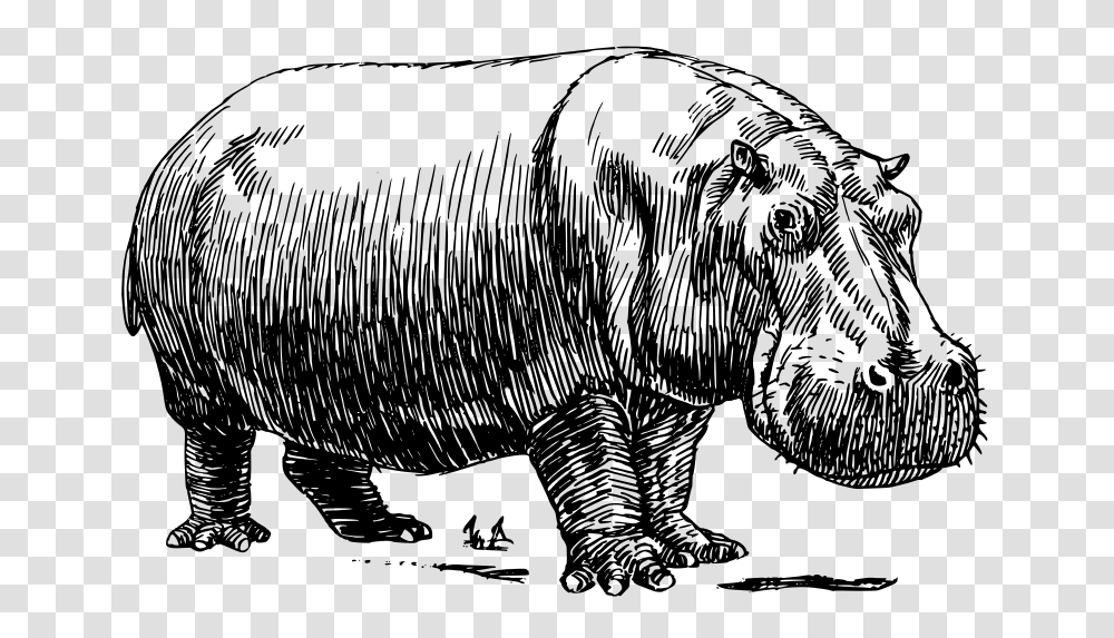 Oksmith Hippopotamus, Animals, Gray, World Of Warcraft Transparent Png