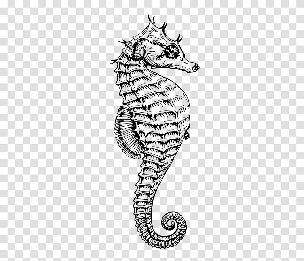 Oksmith Seahorse, Animals, Gray, World Of Warcraft Transparent Png