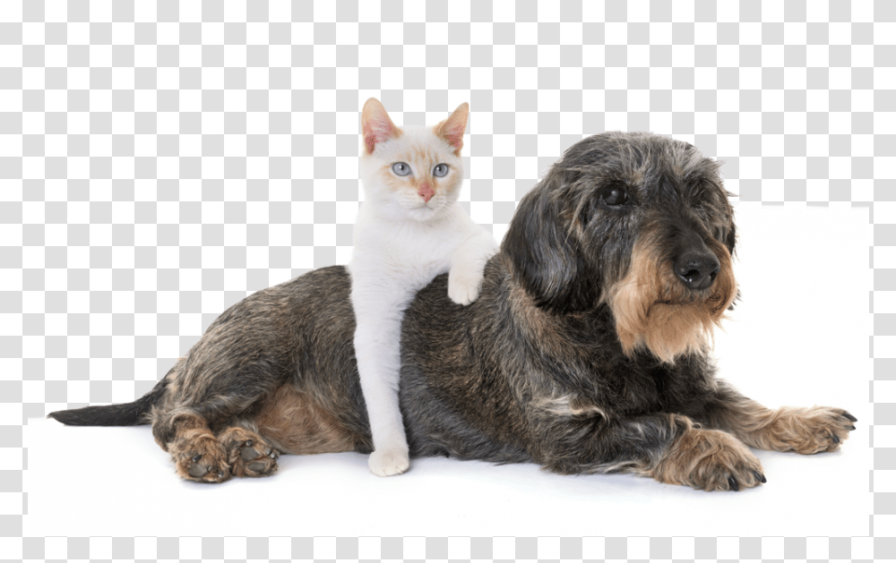 Old Cat And Dog Together, Pet, Animal, Mammal, Canine Transparent Png