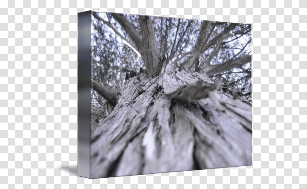 Old Cedar Tree By David Ewing Tree, Plant, Tree Trunk, Bird, Animal Transparent Png