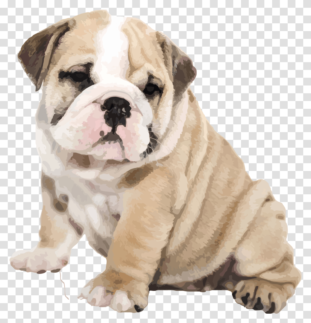 Old English Bulldog Iphone 6s Puppy English Bulldog American Bulldog, Pet, Canine, Animal, Mammal Transparent Png