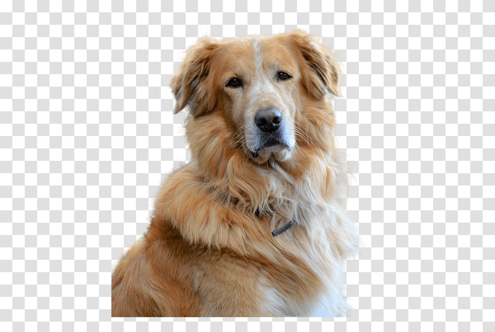 Old Golden Retriever, Dog, Pet, Canine, Animal Transparent Png
