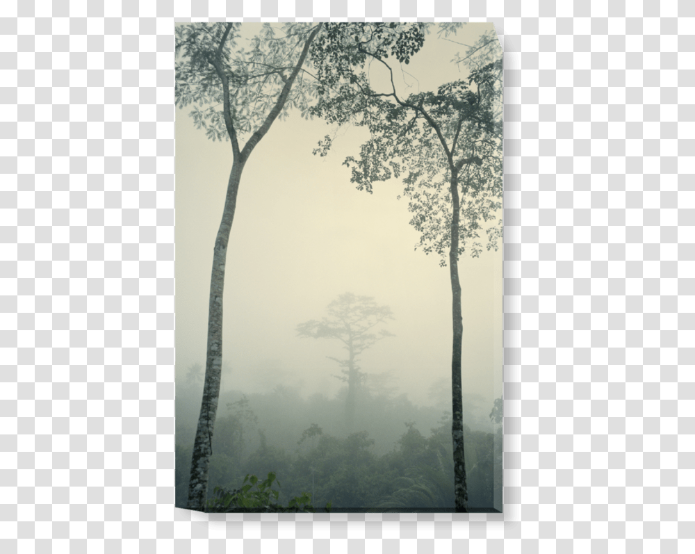 Old Growth Forest, Nature, Weather, Outdoors, Tree Transparent Png