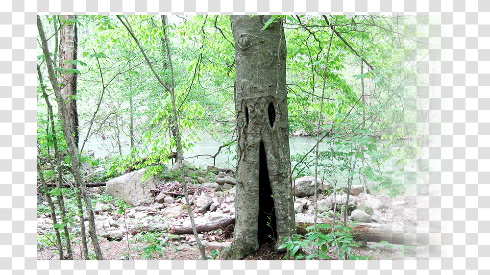 Old Growth Forest Old Growth Forest, Plant, Tree, Tree Trunk, Wood Transparent Png
