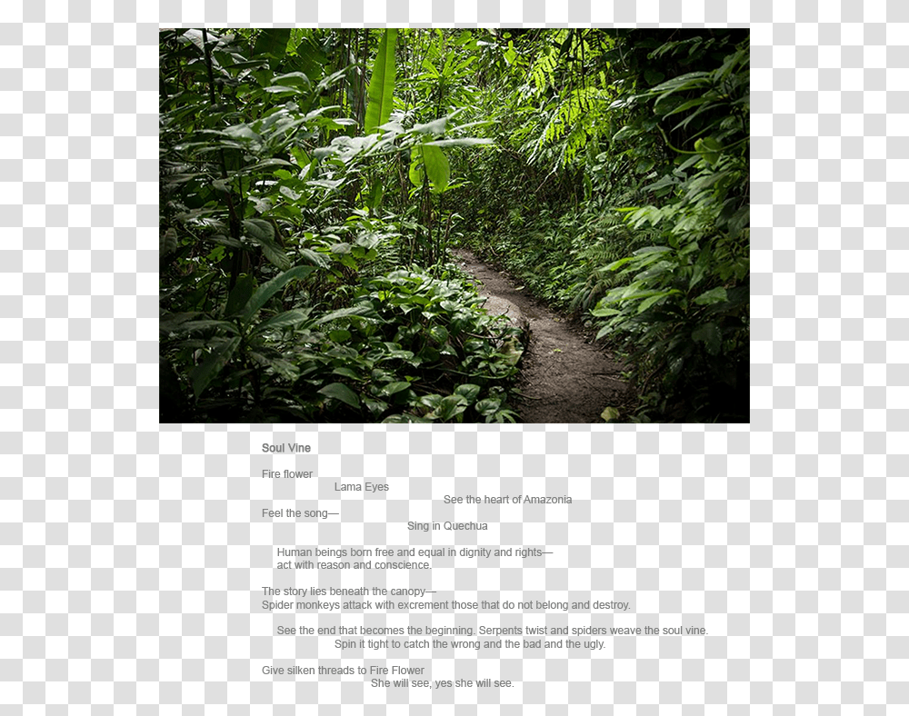 Old Growth Forest, Vegetation, Plant, Path, Outdoors Transparent Png
