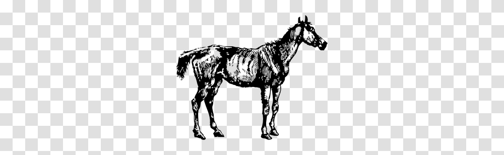Old Nag Clip Art Free Vector, Horse, Mammal, Animal, Stencil Transparent Png