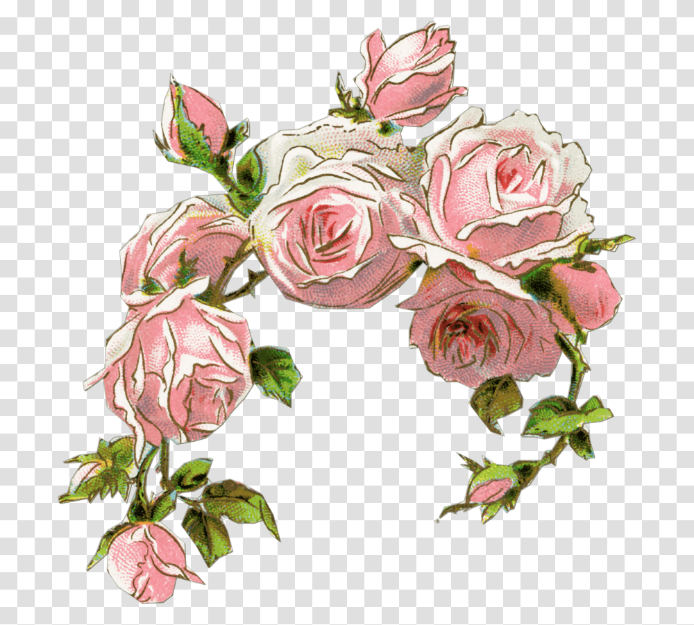 Old Rose Clipart Old Rose Flower Design, Floral Design, Pattern, Graphics, Plant Transparent Png