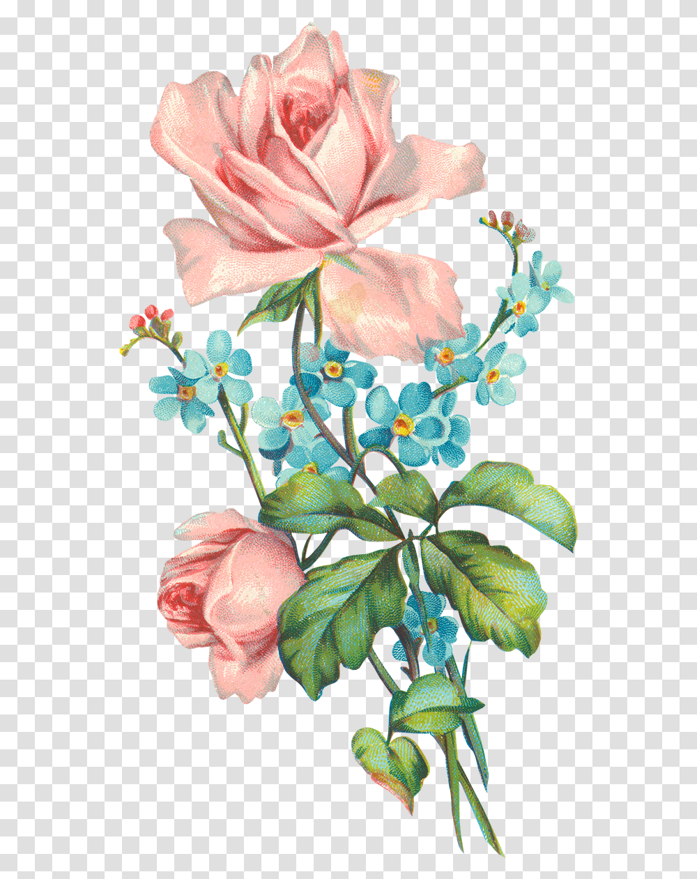 Old Rose Flower, Plant, Blossom, Acanthaceae, Petal Transparent Png