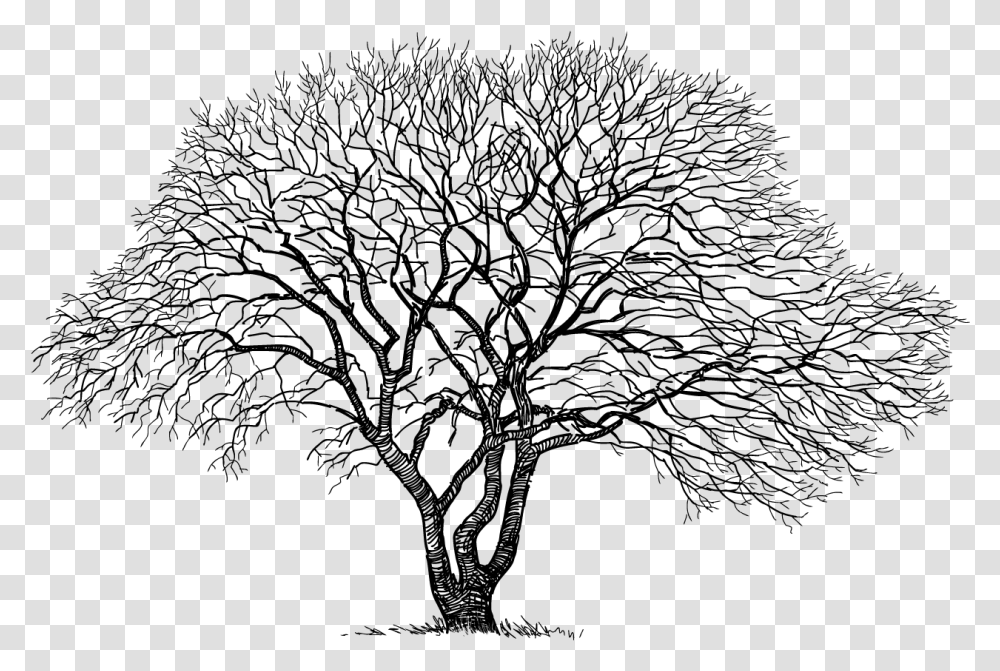 Old Tree Drawing, Gray, World Of Warcraft Transparent Png