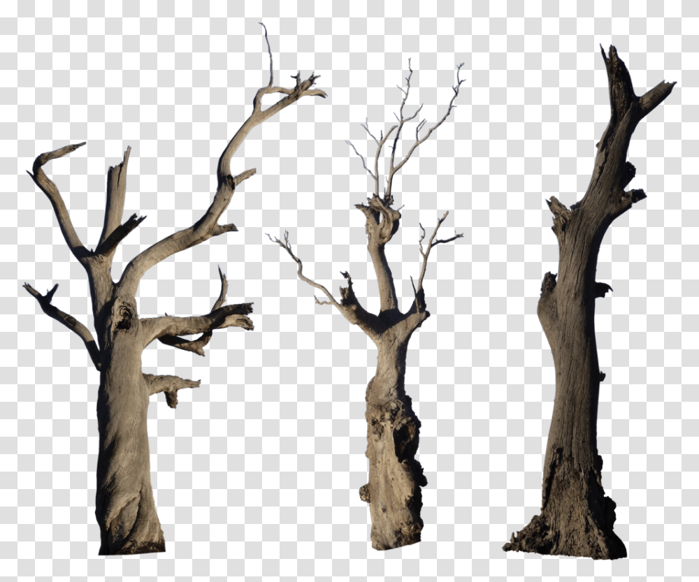 Old Tree Hd, Plant, Wood, Tree Trunk, Root Transparent Png