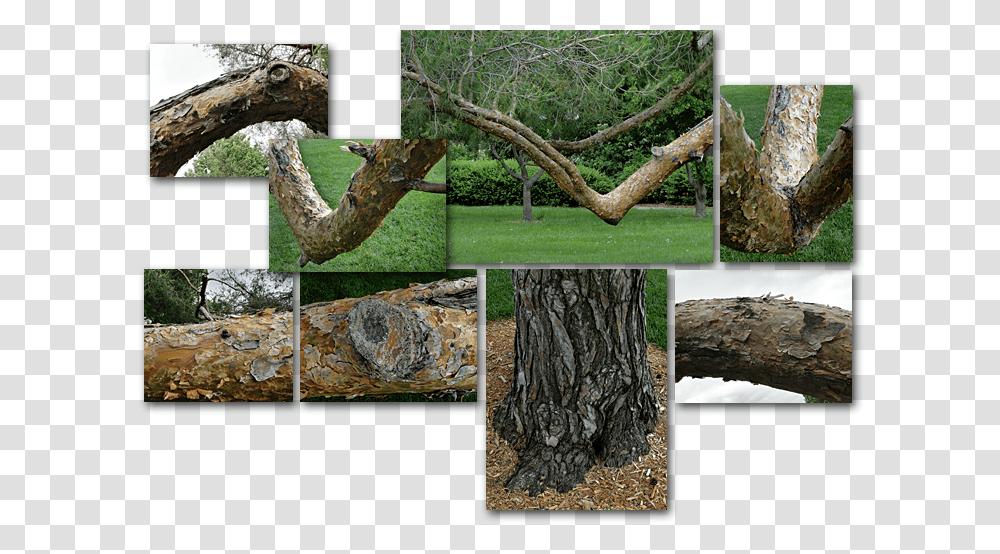 Old Tree Photo Collage Grass, Poster, Advertisement, Plant, Tree Trunk Transparent Png