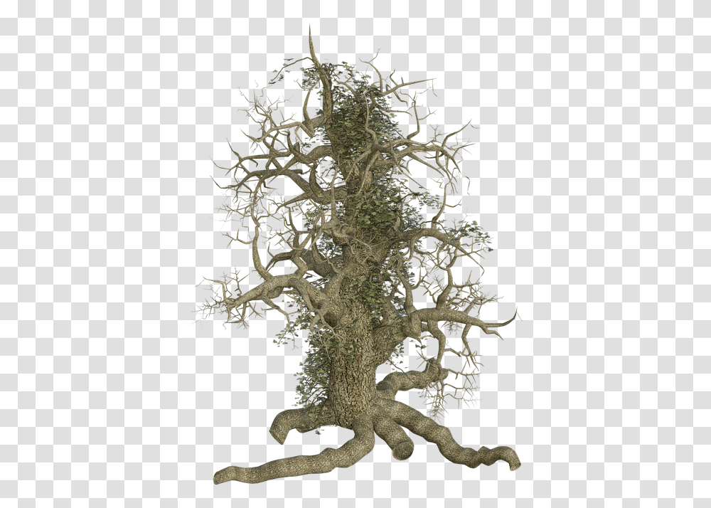 Old Tree With Roots Tree Out Root, Plant, Bush, Vegetation, Cross Transparent Png